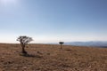 Two small plants on a mountain, with strong sun light, beneath a Royalty Free Stock Photo