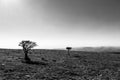 Two small plants on a mountain, with strong sun light, beneath a Royalty Free Stock Photo