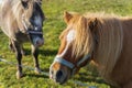 Two small ponies are grazing in a meadow near a fence, close-up photo