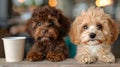 Two Small Poodle Dogs Sitting at a Restaurant Table Royalty Free Stock Photo