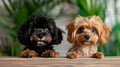 Two Small Poodle Dogs Sitting at a Restaurant Table Royalty Free Stock Photo