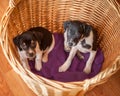 Two small puppies in a basket Royalty Free Stock Photo