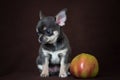 A blue Chihuahua puppy sits with an Apple on a dark background Royalty Free Stock Photo