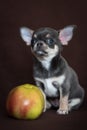 A blue Chihuahua puppy sits with an Apple on a dark background Royalty Free Stock Photo