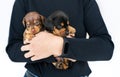 Two small puppies of dachshund isolated in the hands of its female owner Royalty Free Stock Photo