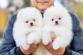 two small puppies in male hands. group of white cream pomeranian spitz dog in arm of owner.