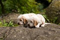 Two small purebred English Cocker Spaniel puppy Royalty Free Stock Photo