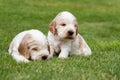 Two small purebred English Cocker Spaniel puppy Royalty Free Stock Photo