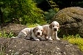 Two small purebred English Cocker Spaniel puppy Royalty Free Stock Photo