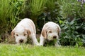 Two small purebred English Cocker Spaniel puppy Royalty Free Stock Photo