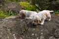 Two small purebred English Cocker Spaniel puppy Royalty Free Stock Photo