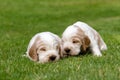 Two small purebred English Cocker Spaniel puppy Royalty Free Stock Photo