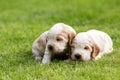 Two small purebred English Cocker Spaniel puppy Royalty Free Stock Photo