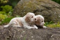Two small purebred English Cocker Spaniel puppy Royalty Free Stock Photo