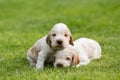 Two small purebred English Cocker Spaniel puppy Royalty Free Stock Photo