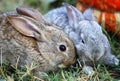 Two small rabbits Royalty Free Stock Photo