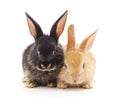 Two small rabbits Royalty Free Stock Photo