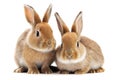 two small rabbits isolated on white background Royalty Free Stock Photo