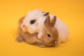 Two small rabbits Royalty Free Stock Photo