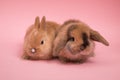 Two small rabbits Royalty Free Stock Photo