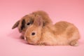 Two small rabbits Royalty Free Stock Photo