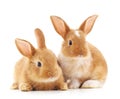 Two small rabbits. Royalty Free Stock Photo