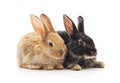 Two small rabbits. Royalty Free Stock Photo