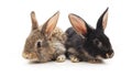 Two small rabbits. Royalty Free Stock Photo