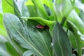 Two small red bugs with black spots on top of hairy thick dark green leaves in local garden Royalty Free Stock Photo