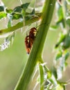 Two small red bugs on a plant stem Royalty Free Stock Photo