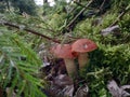Two Small Red-capped scaber stalk Leccinum aurantiacum mushrooms growing in green moss. Forest background Royalty Free Stock Photo