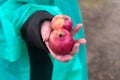 two small red organic apple in hand of woman in outdoor Royalty Free Stock Photo