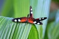 Two Small Red Postman Butterflies. Heliconius Erato. Royalty Free Stock Photo