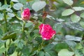 Two small red roses in the garden. Summer rain drops on pink bush. Royalty Free Stock Photo