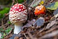 Two small red toadstools pushing through forest floor Royalty Free Stock Photo