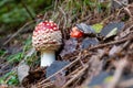 Two small red toadstools pushing through forest floor Royalty Free Stock Photo