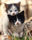 Two small scared kittens looking at the camera
