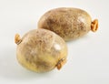 Two small Scottish haggis