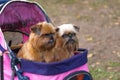 Brussels Griffon dog close-up