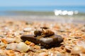 Two small shells with live crustaceans lie on a stone against the background of the sea. Royalty Free Stock Photo