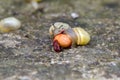 Two small snails eat the fallen red cherry,close-up Royalty Free Stock Photo