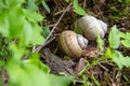 Two small snails in the forest are hiding among the leaves. natural habitat