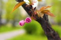 Two small soft pink blossoms of sakura on the branch with green leaves. Blurred background. Concept of nature. Kyoto Park in Kyiv