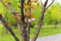 Two small soft pink blossoms of sakura on the branch with green leaves. Blurred background. Concept of nature. Kyoto Park in Kyiv