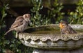 Small songbirds perched on a birdbath outdoors in the sun, enjoying a refreshing bath