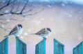 two Sparrow birds are sitting on a wooden fence in the winter garden under the snow Royalty Free Stock Photo