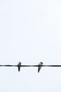 Two small sparrows background minimalism Royalty Free Stock Photo