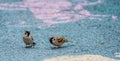 Two small sparrows gathering food