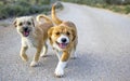 Two small stray dogs abandoned lonely on the road