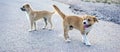 Two small stray dogs abandoned lonely on the road